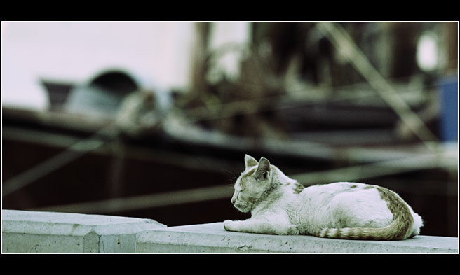 Another cat on wall