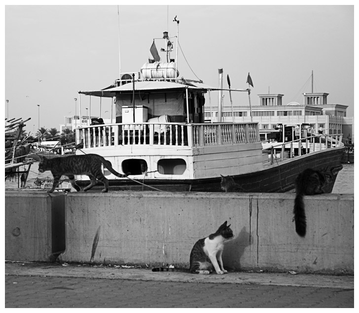 Boat and cats