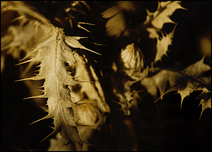 Thistle leaves