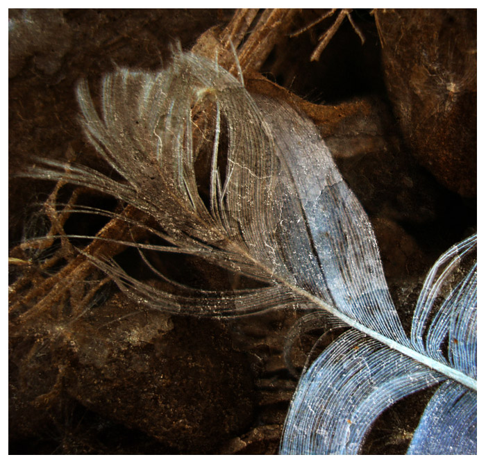 Textured feather