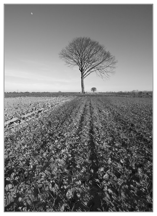 Tree and moon