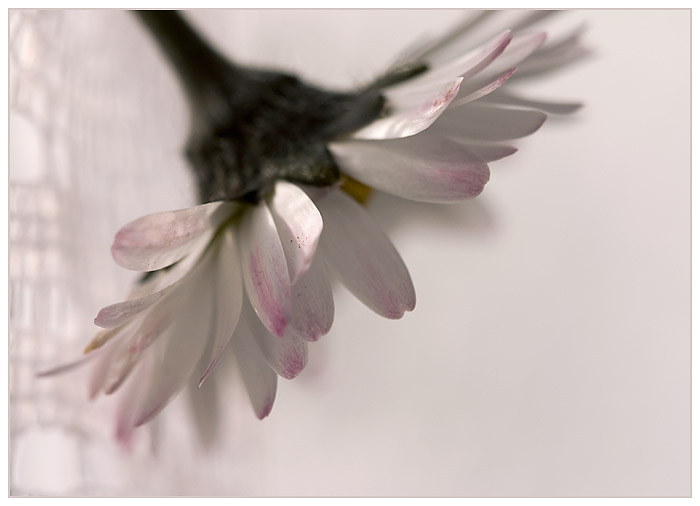 Pink petals