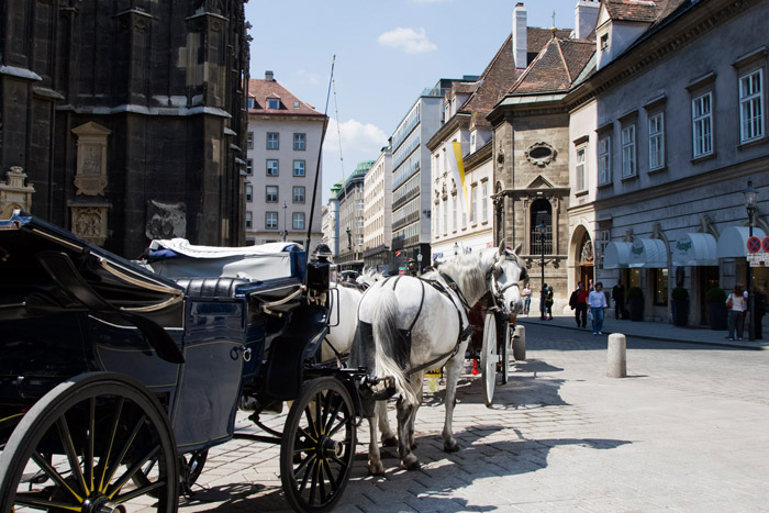 Carriage horses 1