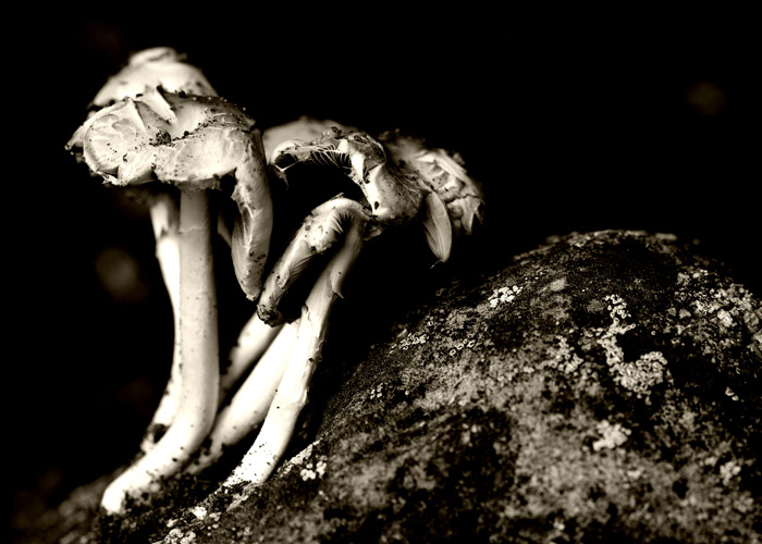 Mushrooms and rock