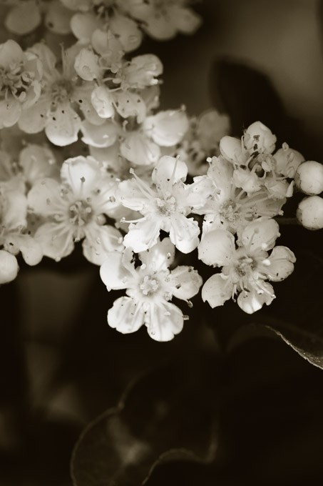 White flowers