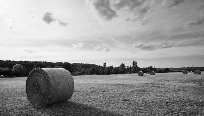 Haybales