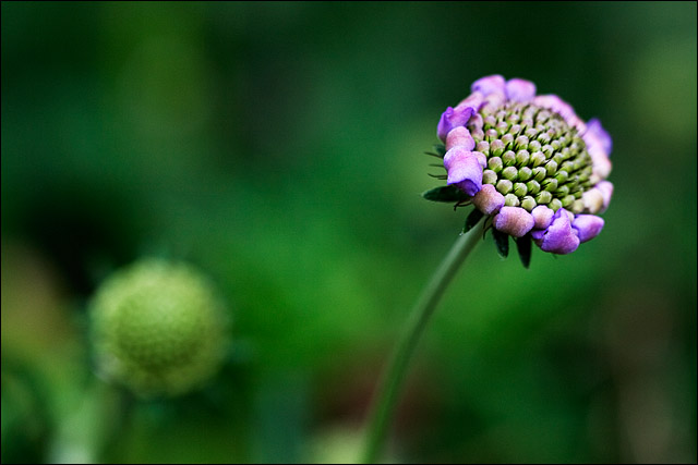 Buds