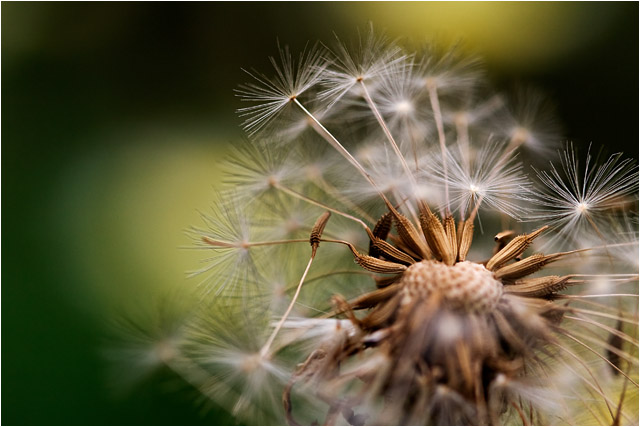 Dandy seeds