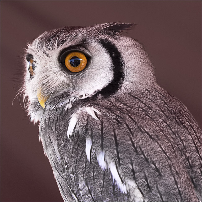 Medium owl