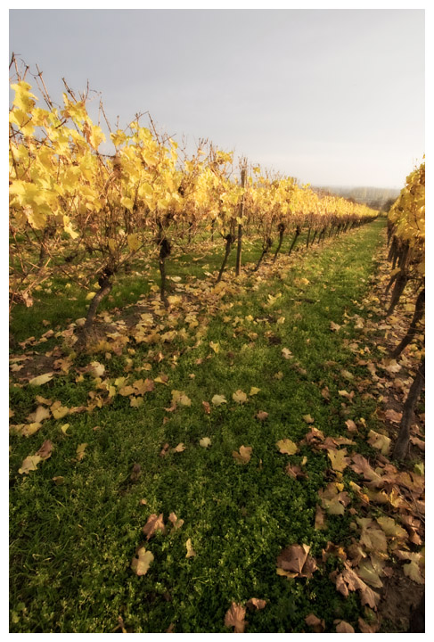 Fall vineyard