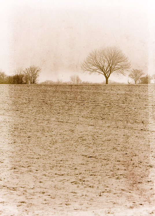 Winter tree 3732