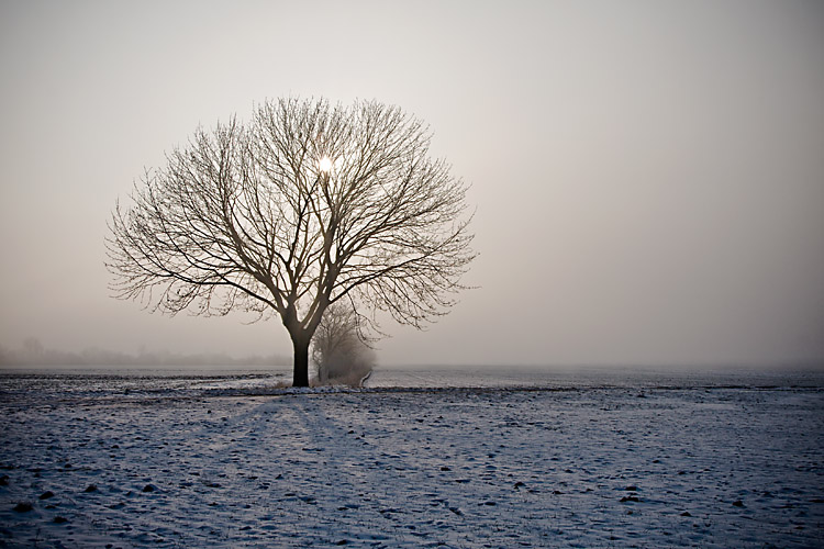 Winter tree 3740