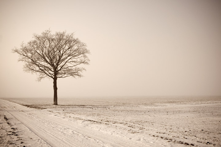 Winter tree 3757