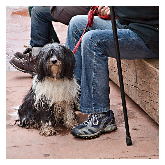 Shaggy visitor