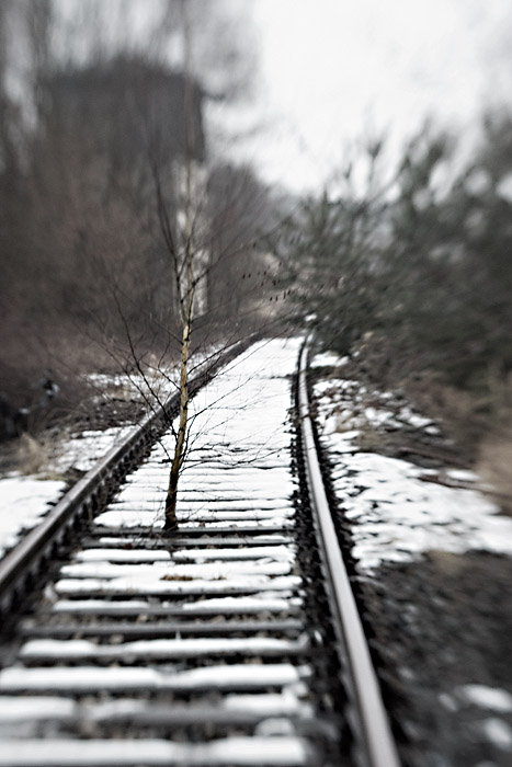 Tree in tracks