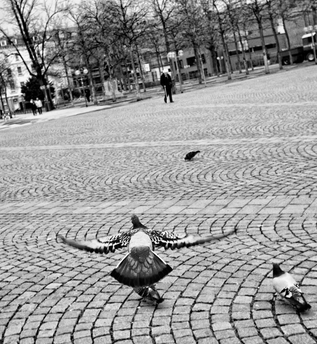 Pigeon in flight