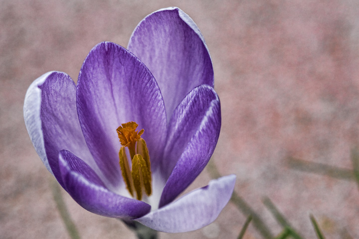 Purple sign of spring