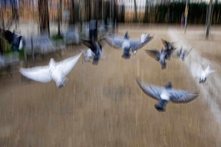 Flying pigeons