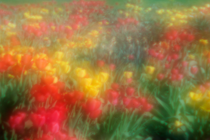 Fuzzy tulips