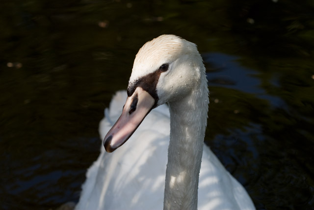Swan original