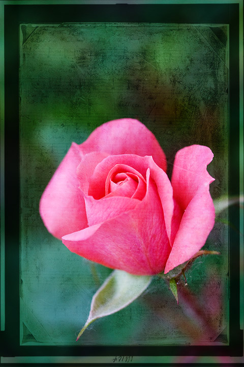 Rose overlay