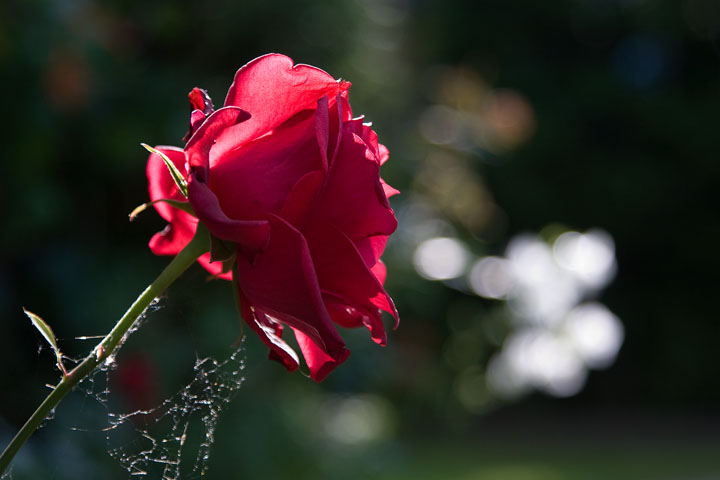 Rose 31 May