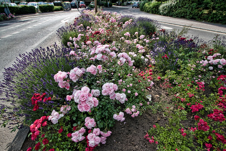 Divider flowers