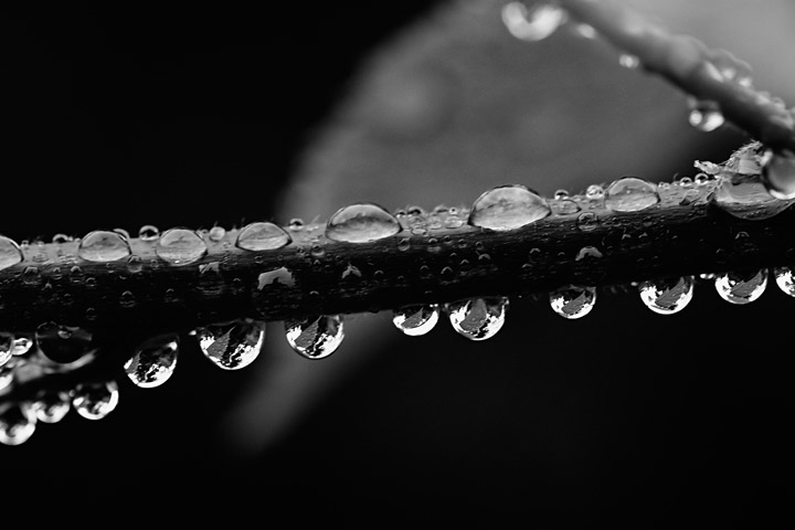 Drops to black