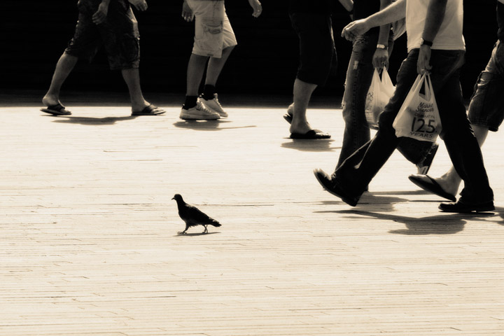 Pigeon tourist