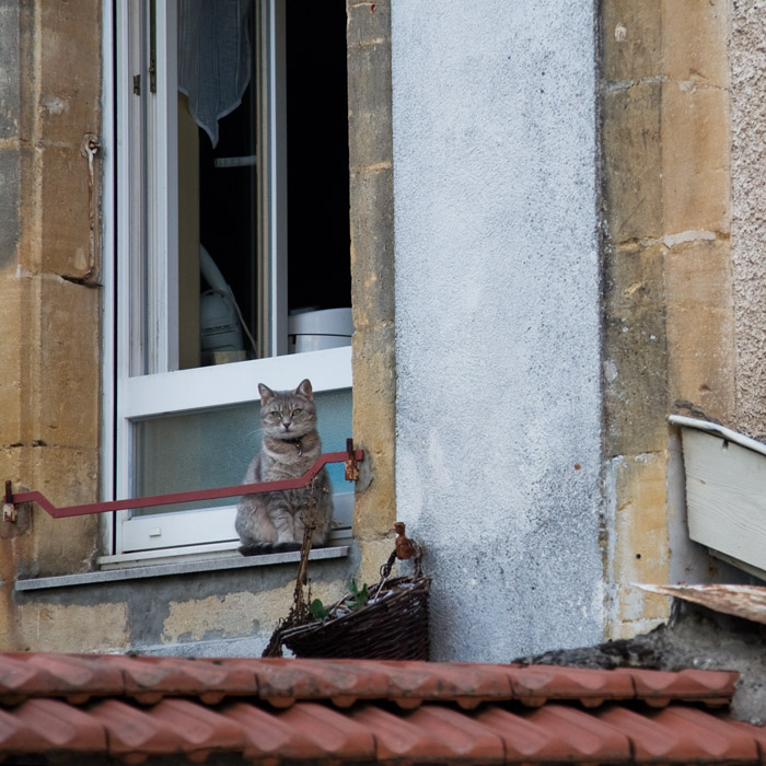 Window kitty
