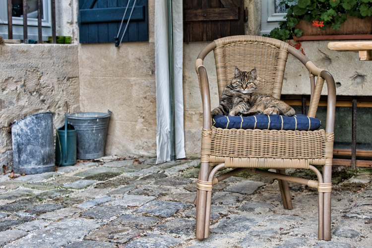 Hotel kitty