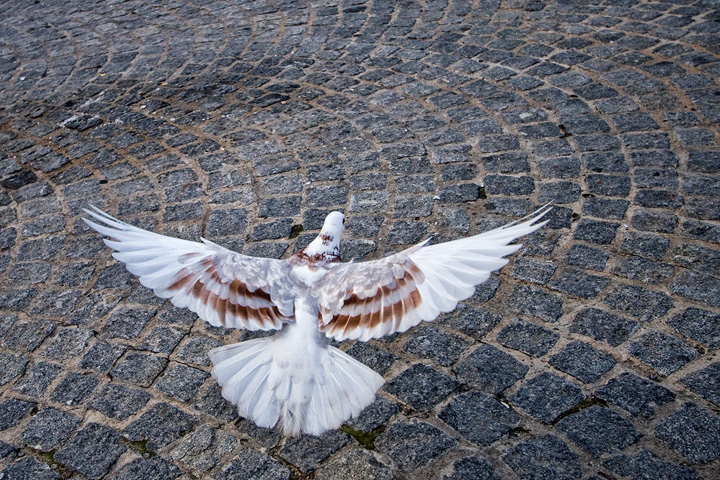 Belgian pigeon