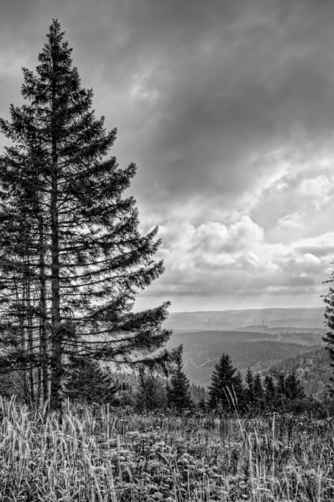 Tree and view 
