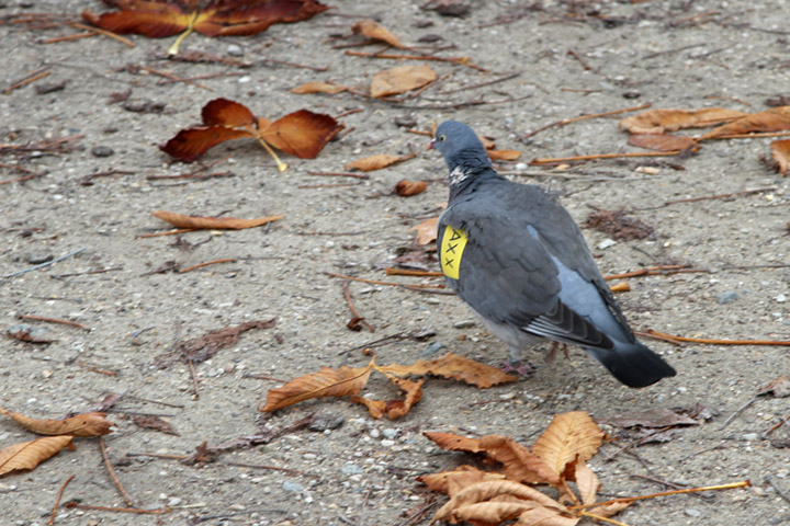 Tagged pigeon