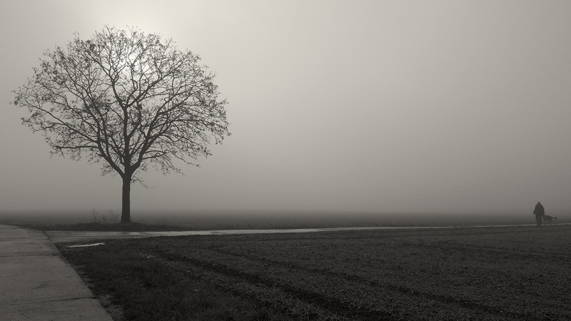 Foggy tree