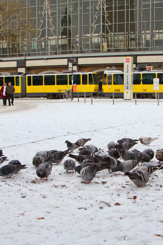 Pigeons and a train