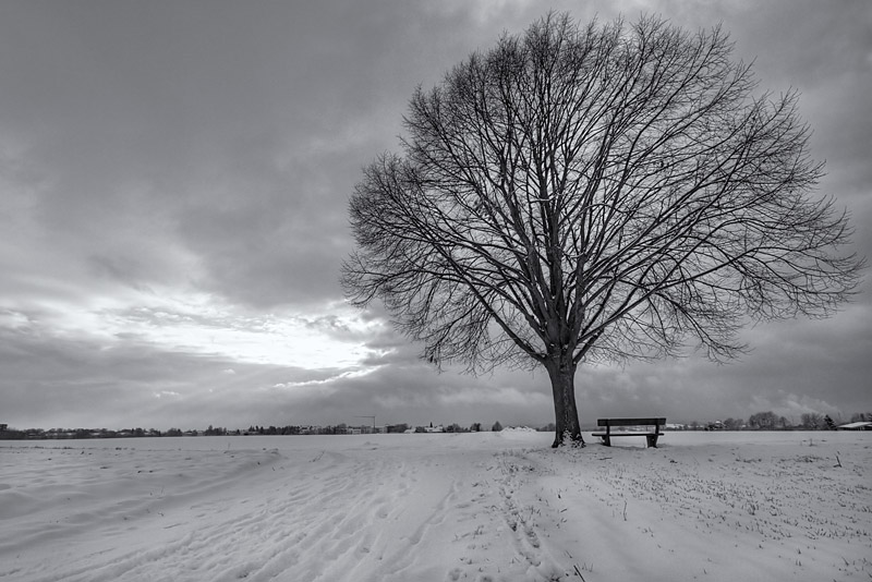 Bench and tree