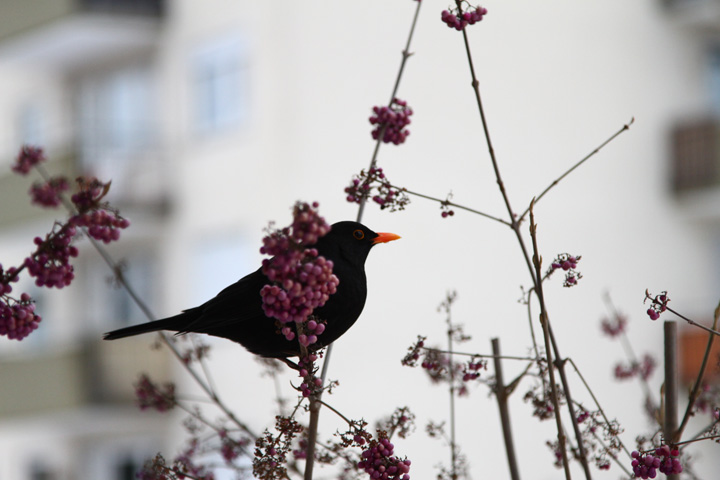 Black bird original