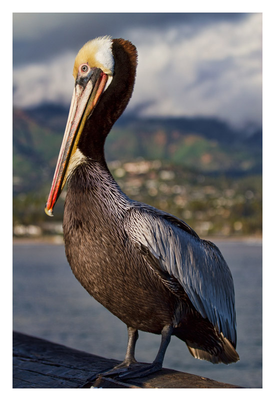 Pacific pelican