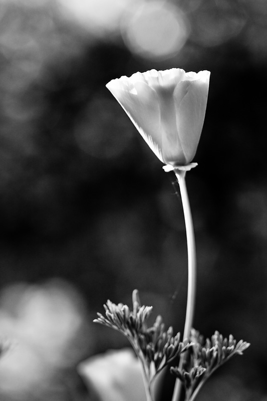 Poppy 490 in B&W