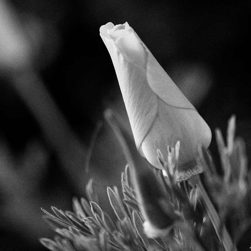 Poppy 515 in B&W