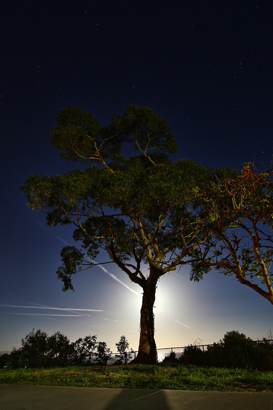 Parking lot tree