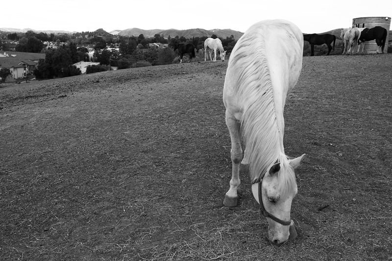 Pasture 621