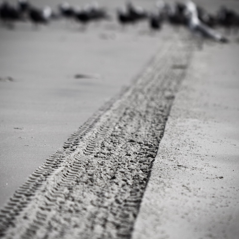 Gull crossing