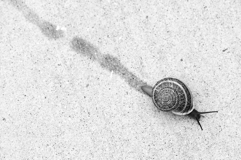 Snail from above
