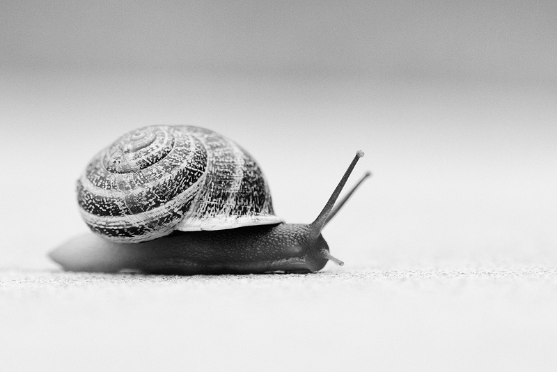 Snail passing by