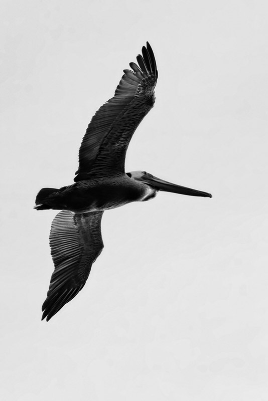 Pelican