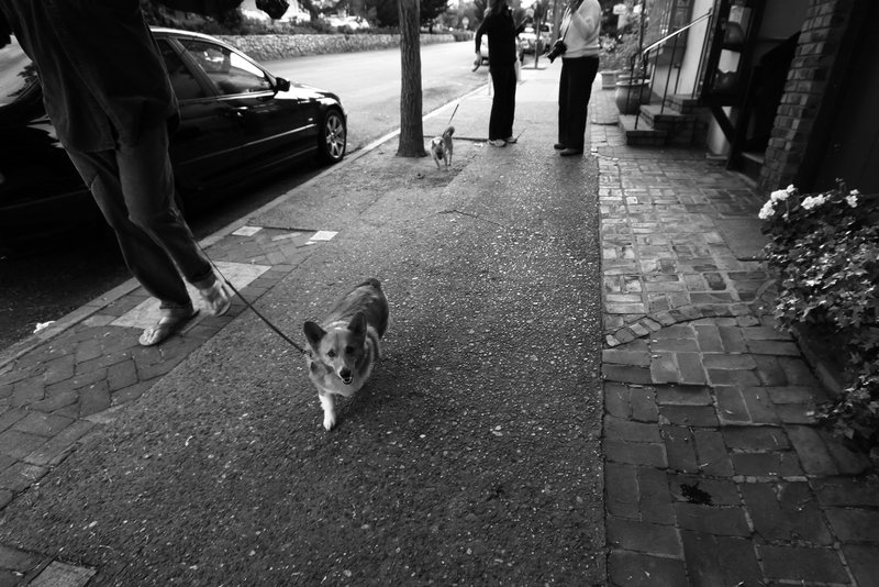Dog on leash 