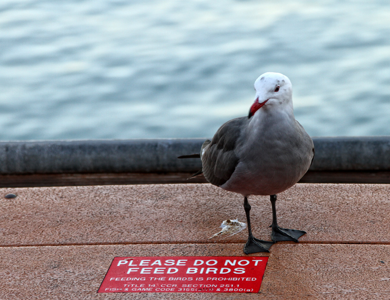 Don't feed