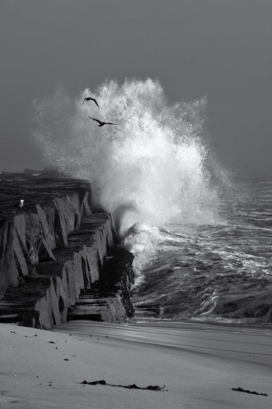 Seaspray and gulls